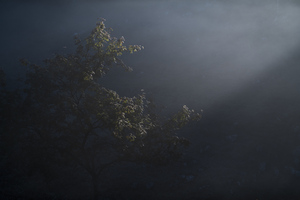 tree 12 W