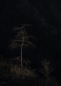 tree 5