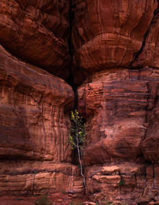 tree 8