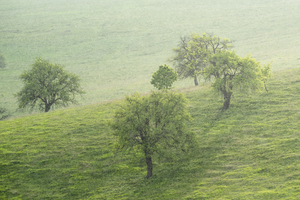 tree 9 W
