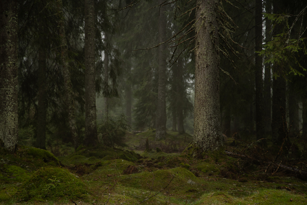 Forest 5 Print