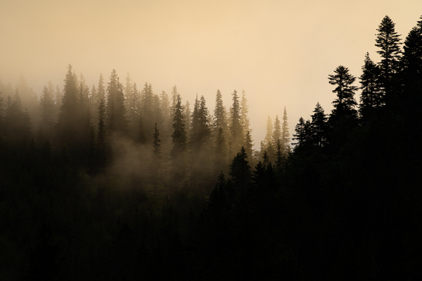 Forest 6 W Print