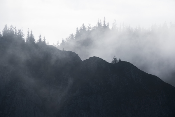 Forest 7 Print