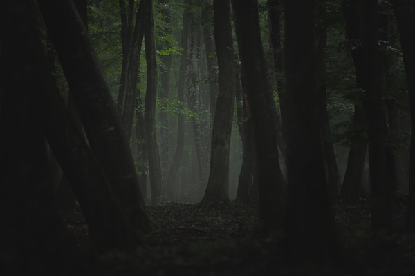 forest 10 Print