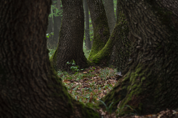 forest 11 W Print