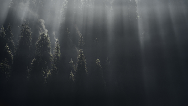 forest 12 W Print