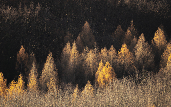 forest 17 Print