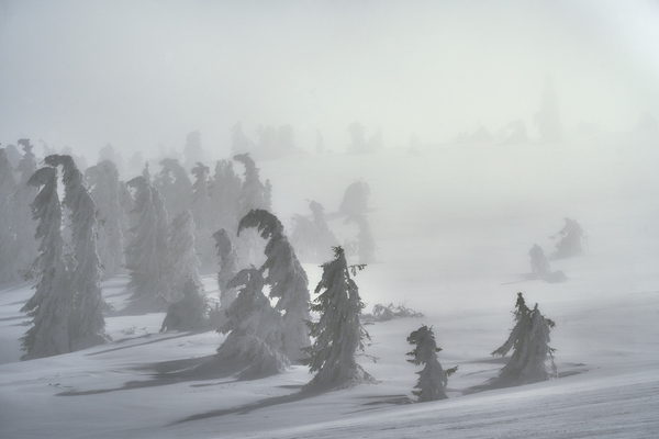 forest 23 W Print