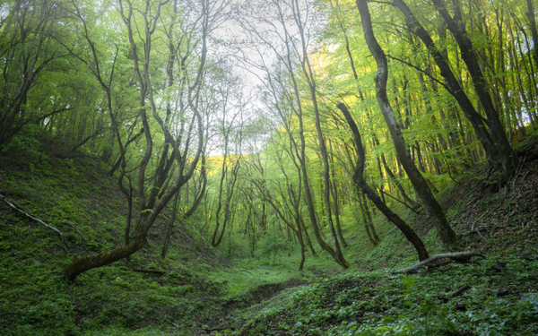 forest 24 W Print