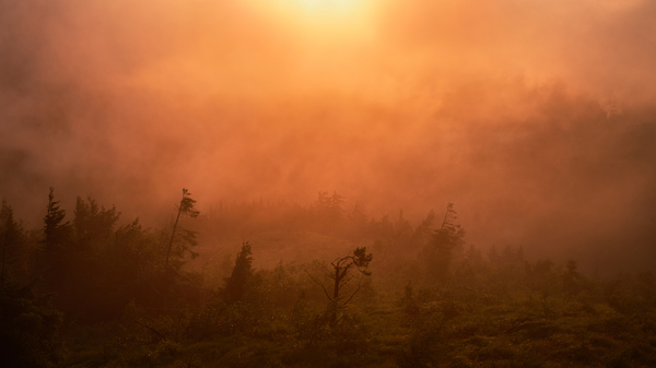 forest 27 W Print