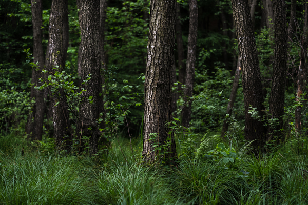 forest 3 Print