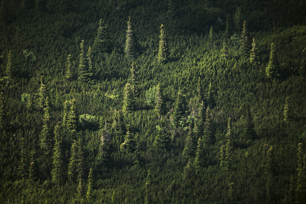 forest 30 Print