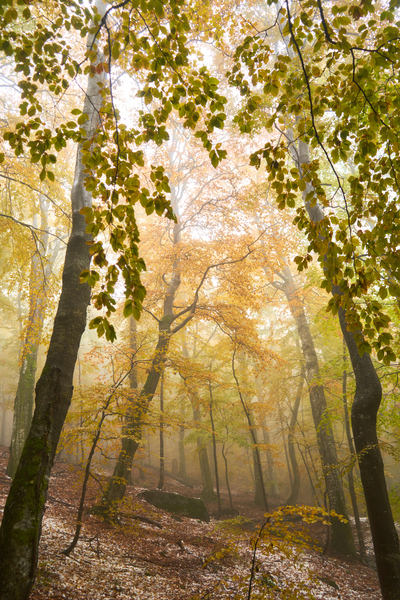 forest 32 Print
