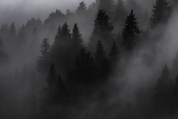 forest 37 Print