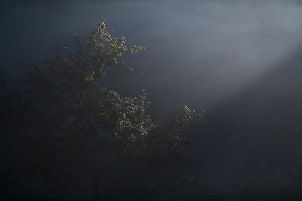 tree 12 W Print