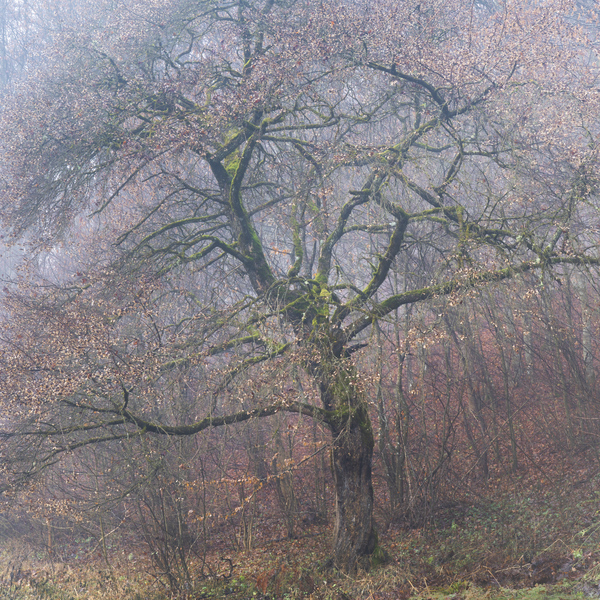 tree 4 Print