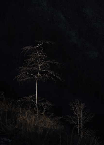tree 5 Print