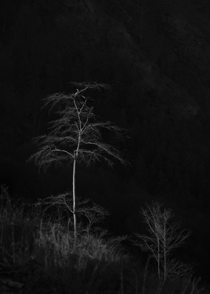 tree 6 Print