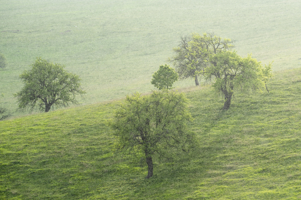 tree 9 W Print