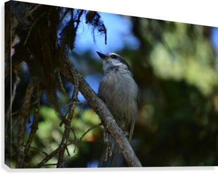 The Canada Jay Canvas Print