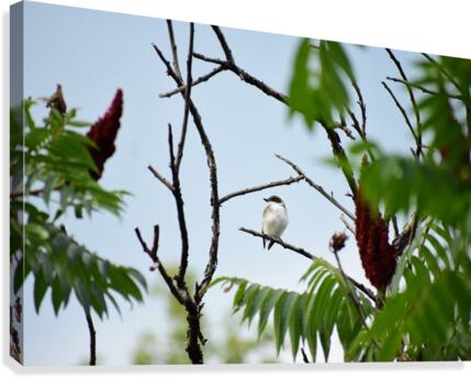 The Eastern King Bird Canvas Print