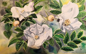 Wild Rose
