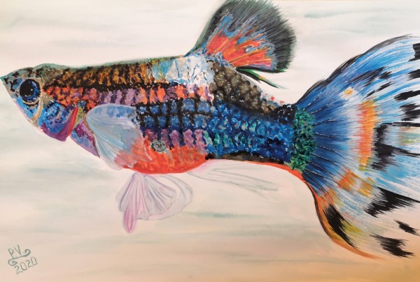 Guppy Print