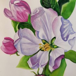Appleblossom