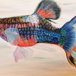 Guppy