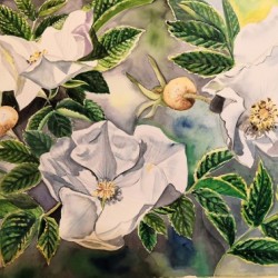 Wild Rose