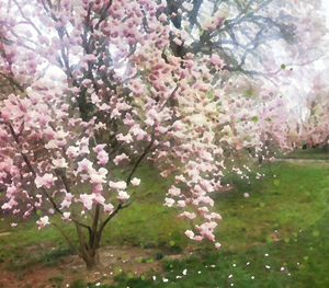 Cherry Blosssoms
