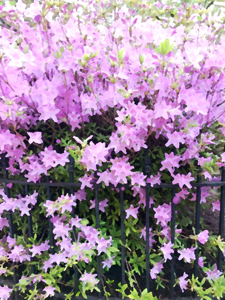 Pink Flowers by Haley Marie