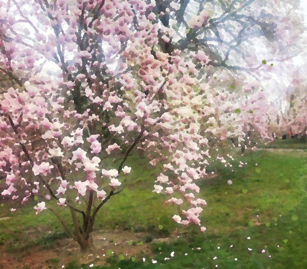 Cherry Blosssoms by Haley Marie