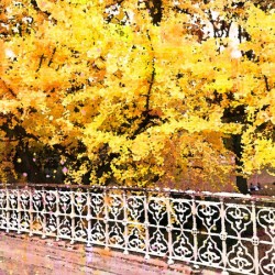 Central Park Fall Colors