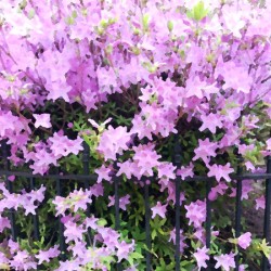 Pink Flowers