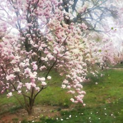 Cherry Blosssoms