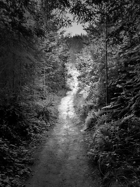 4 muir woods by Surreal and Quiet