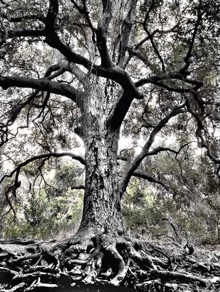 5 roots by Surreal and Quiet