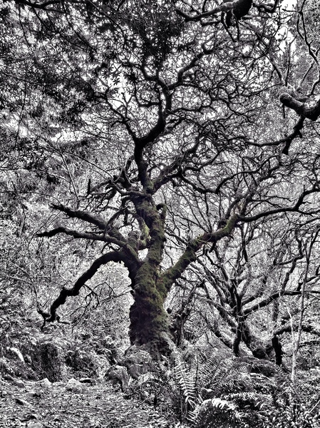 7 central nerve by Surreal and Quiet