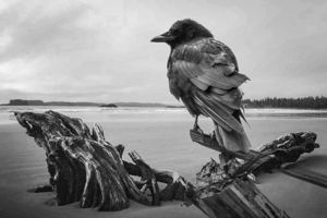 Driftwood Crow 