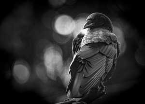 Wise Eye 