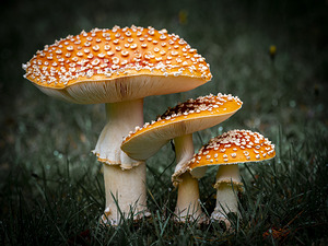 Forest Fungi Trio