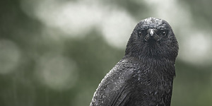 Watchful Eye 