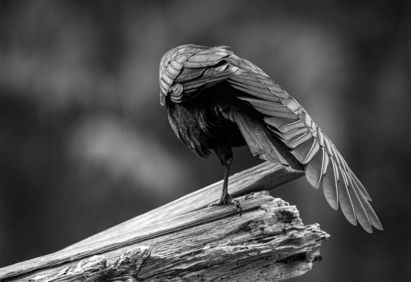 Crow Wing Art ~ 1  by Devorah Reeves Photography