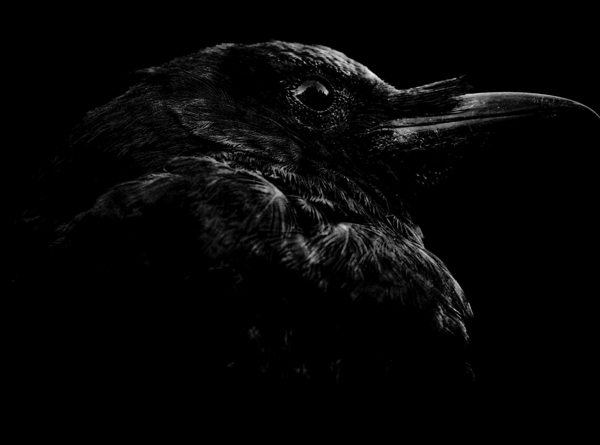 Midnight  by Devorah Reeves Photography
