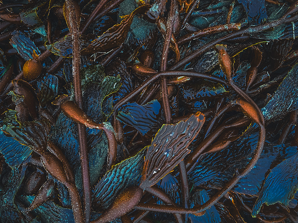 Memories Of Blue Kelp Forests  by Devorah Reeves Photography