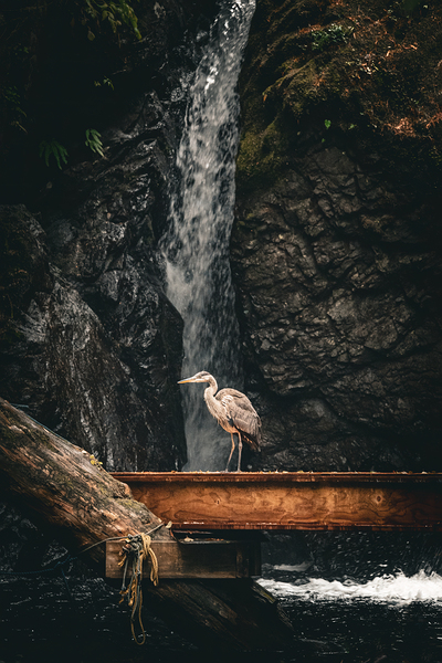 Balance  by Devorah Reeves Photography
