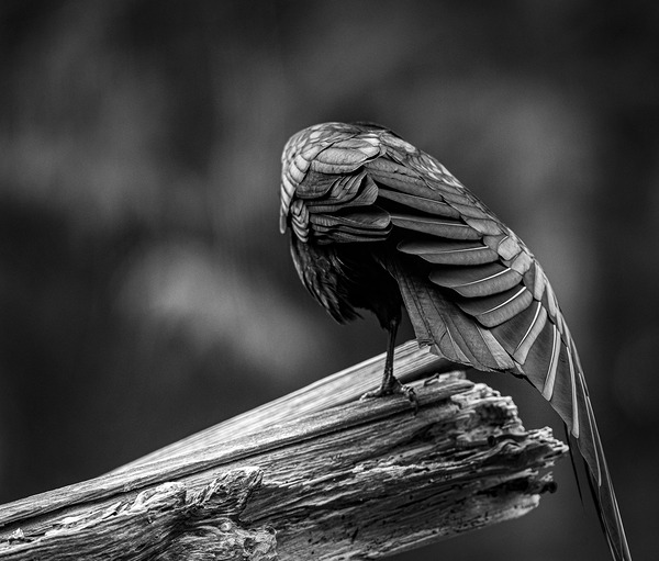 Crow Wing Art ~ 2  by Devorah Reeves Photography