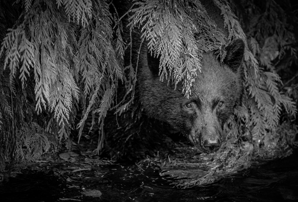 Peeking Out - Black and White  by Devorah Reeves Photography