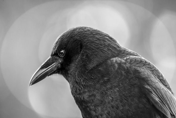 Circles Of Light Crow  by Devorah Reeves Photography